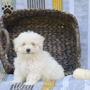 Lucky, Bichon Frise Puppy