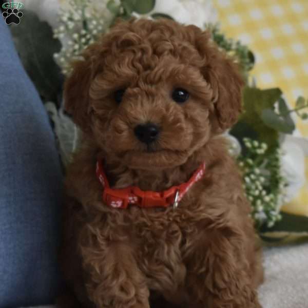 Rocky, Toy Poodle Puppy