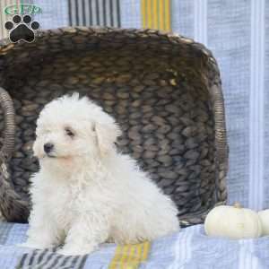 Lucky, Bichon Frise Puppy