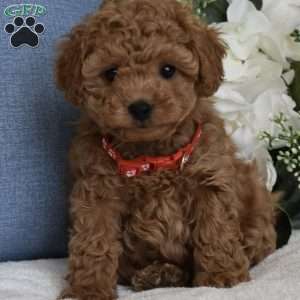 Rocky, Toy Poodle Puppy