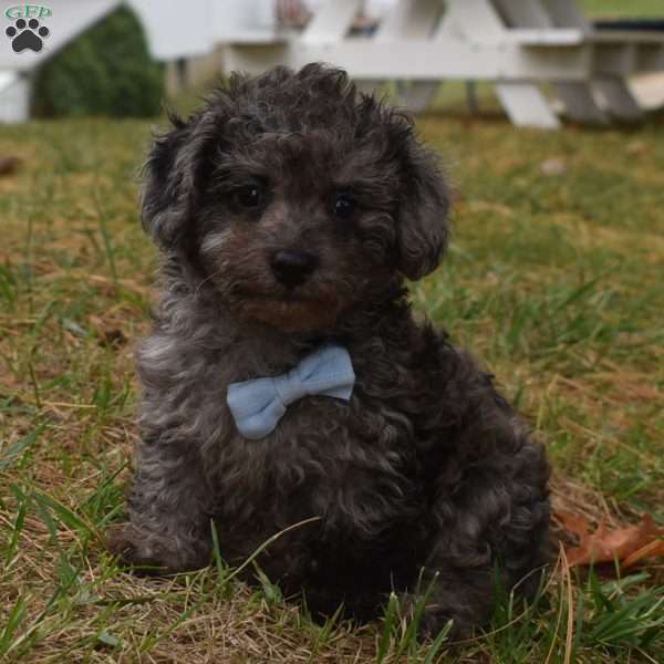 Flint, Toy Poodle Puppy