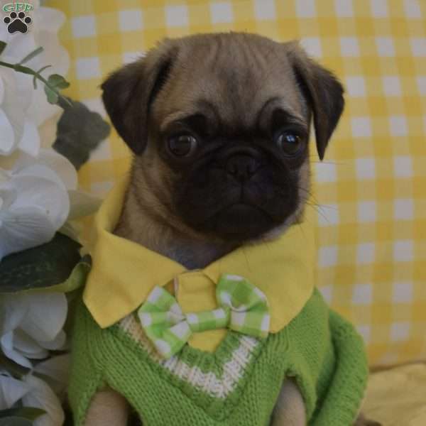 Elvis, Pug Puppy