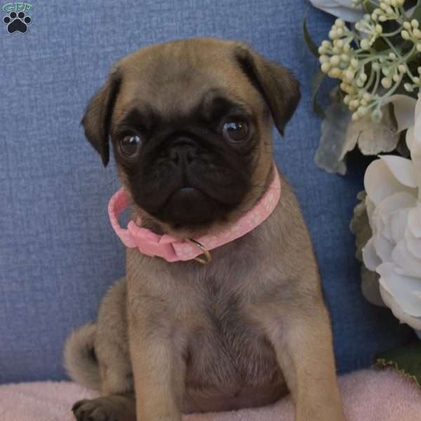 Star, Pug Puppy