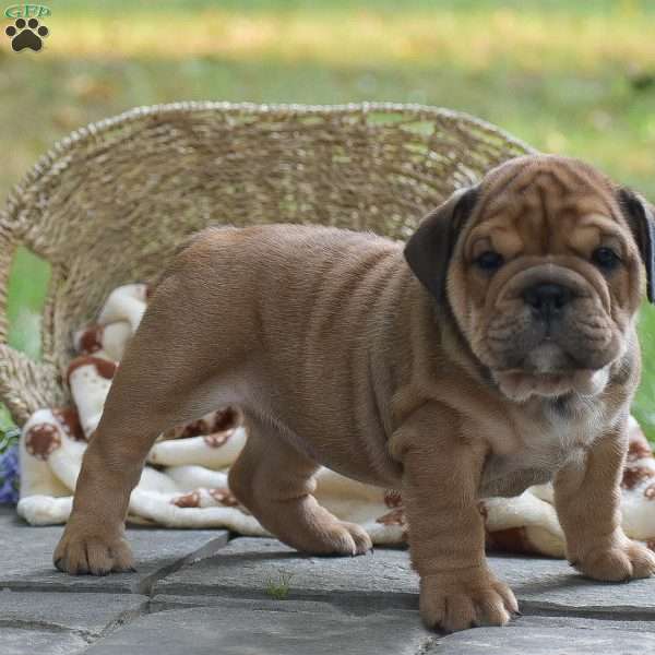 Betsy, English Bulldog Puppy