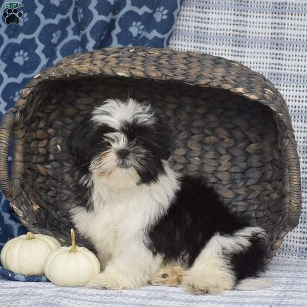 Janice, Shih Tzu Puppy