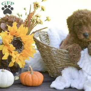 Mango, Mini Goldendoodle Puppy