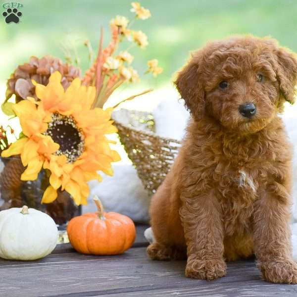 Mango, Mini Goldendoodle Puppy