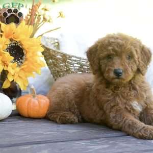 Mango, Mini Goldendoodle Puppy