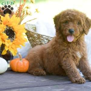 Mango, Mini Goldendoodle Puppy