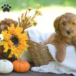 Molly, Mini Goldendoodle Puppy