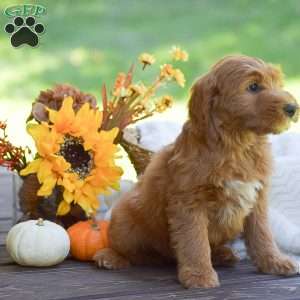 Molly, Mini Goldendoodle Puppy