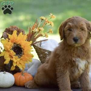 Molly, Mini Goldendoodle Puppy