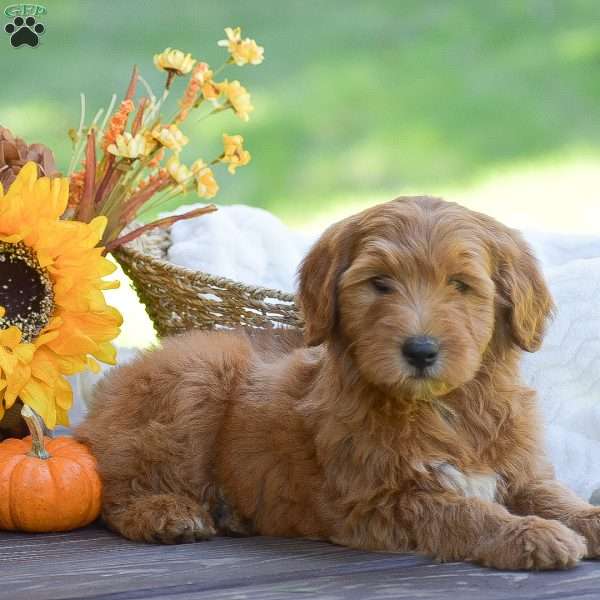 Molly, Mini Goldendoodle Puppy