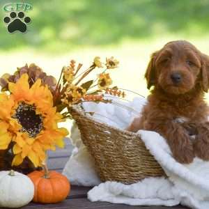 Maggi, Mini Goldendoodle Puppy