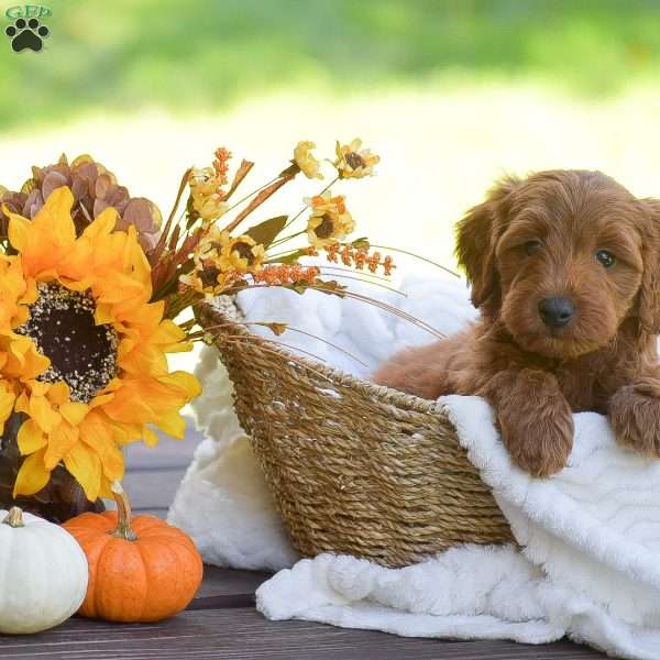 Maggi, Mini Goldendoodle Puppy