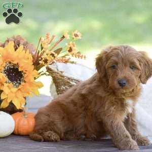 Maggi, Mini Goldendoodle Puppy