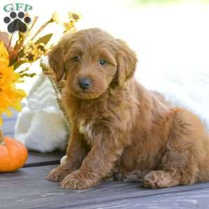 Maggi, Mini Goldendoodle Puppy