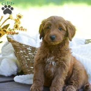 Maggi, Mini Goldendoodle Puppy