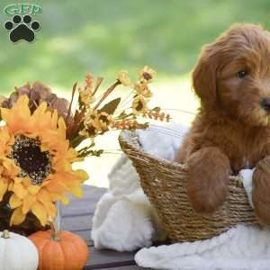 Mason, Mini Goldendoodle Puppy