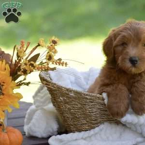 Mason, Mini Goldendoodle Puppy