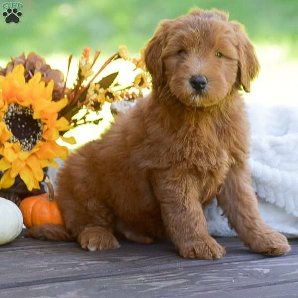 Mason, Mini Goldendoodle Puppy