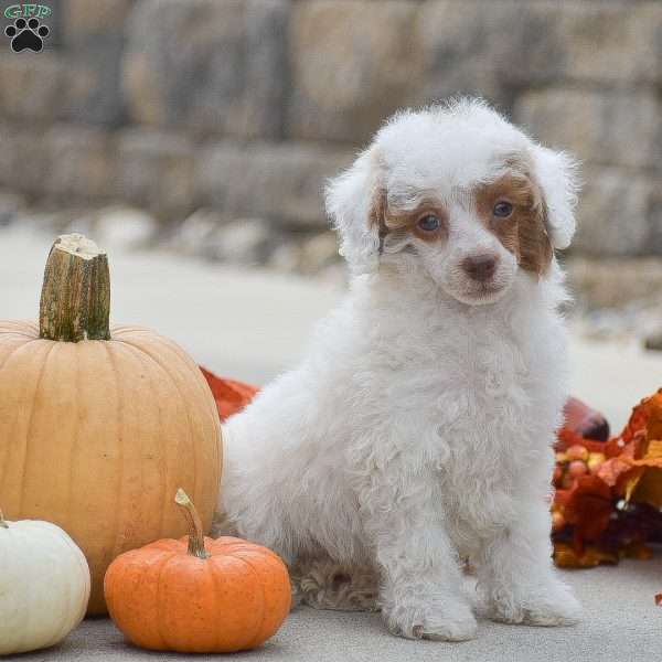 Thomas, Toy Poodle Puppy