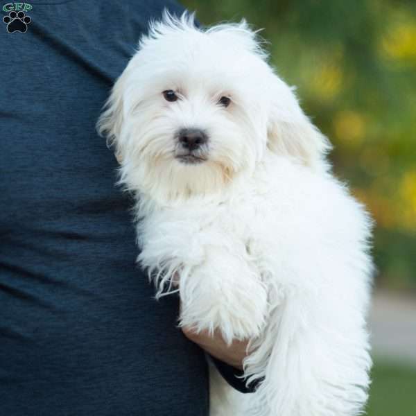 Coconut, Shih-Poo Puppy