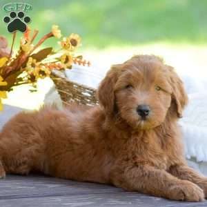 Mason, Mini Goldendoodle Puppy