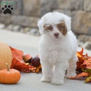 Thomas, Toy Poodle Puppy