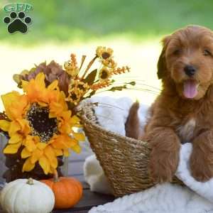 Miles, Mini Goldendoodle Puppy