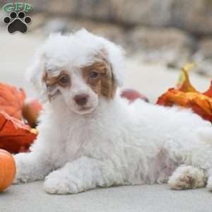 Thomas, Toy Poodle Puppy