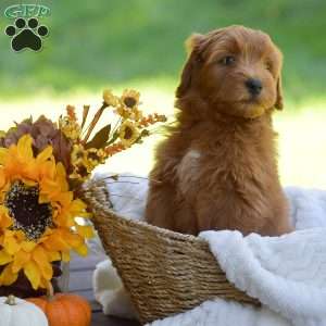 Miles, Mini Goldendoodle Puppy