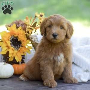 Miles, Mini Goldendoodle Puppy