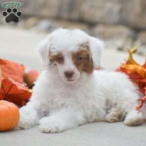 Thomas, Toy Poodle Puppy