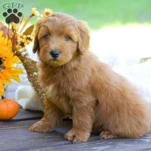 Miles, Mini Goldendoodle Puppy