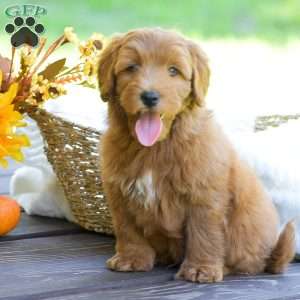 Miles, Mini Goldendoodle Puppy