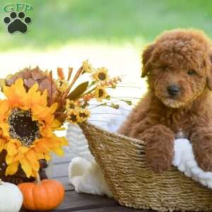 Max, Mini Goldendoodle Puppy