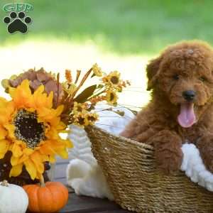 Max, Mini Goldendoodle Puppy