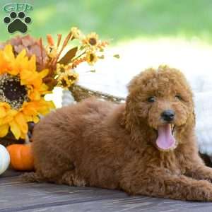 Max, Mini Goldendoodle Puppy