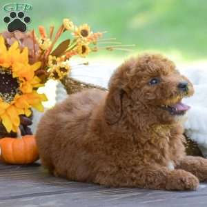 Max, Mini Goldendoodle Puppy