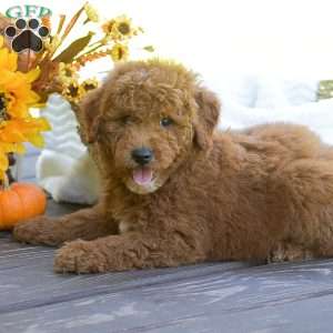 Max, Mini Goldendoodle Puppy