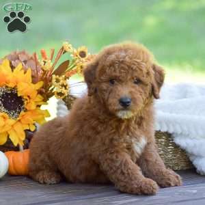 Max, Mini Goldendoodle Puppy