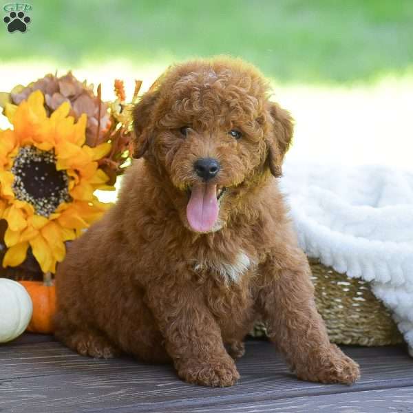 Max, Mini Goldendoodle Puppy