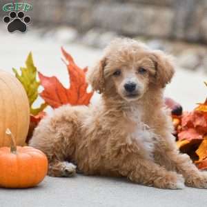 Timothy, Toy Poodle Puppy