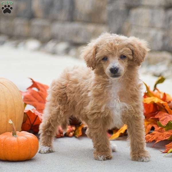 Timothy, Toy Poodle Puppy