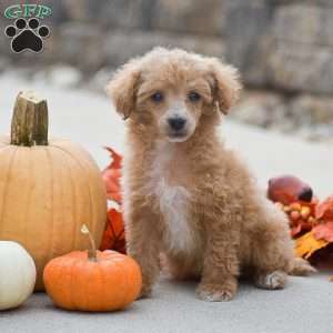 Timothy, Toy Poodle Puppy