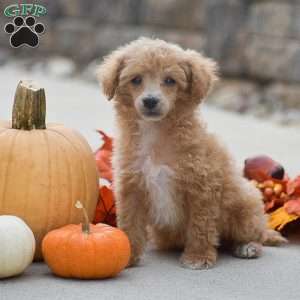 Timothy, Toy Poodle Puppy