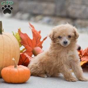 Tessa, Toy Poodle Puppy