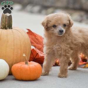 Tessa, Toy Poodle Puppy