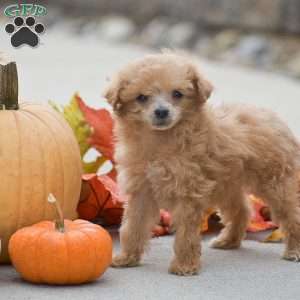 Tessa, Toy Poodle Puppy